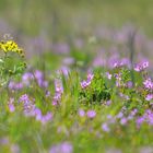 feldblumen