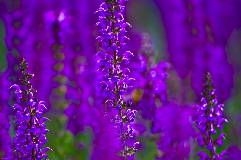 Feldblumen