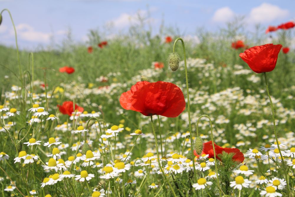 Feldblumen