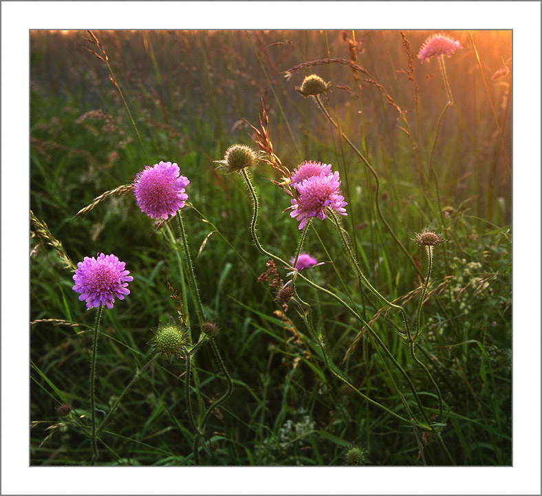 Feldblumen am Abend