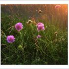 Feldblumen am Abend