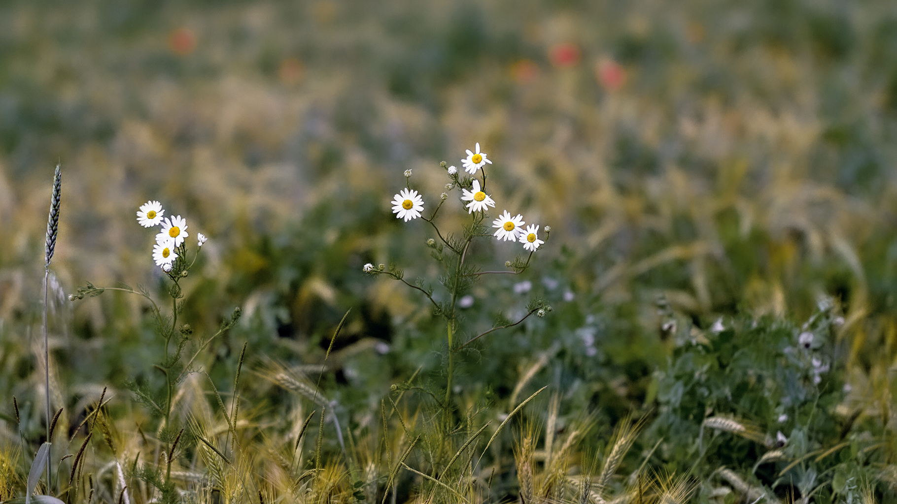 Feldblumen