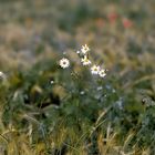 Feldblumen