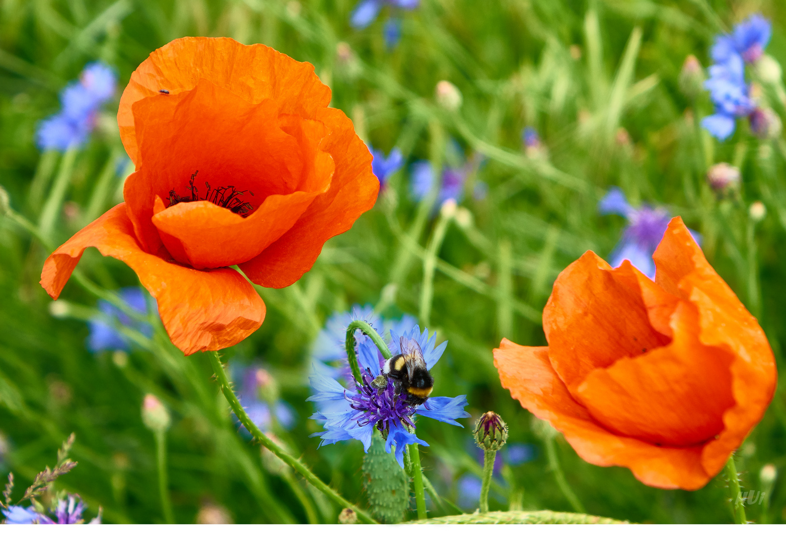 feldblumen + besucher