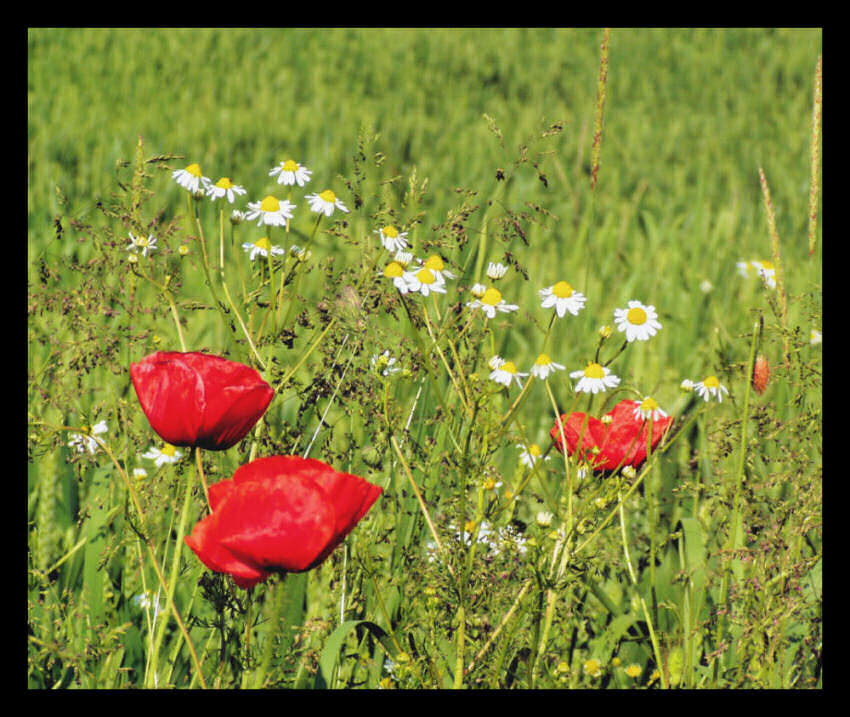 Feldblumen