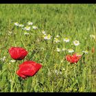 Feldblumen