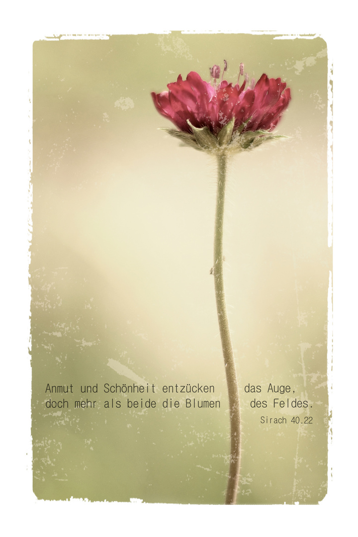 Feldblumen