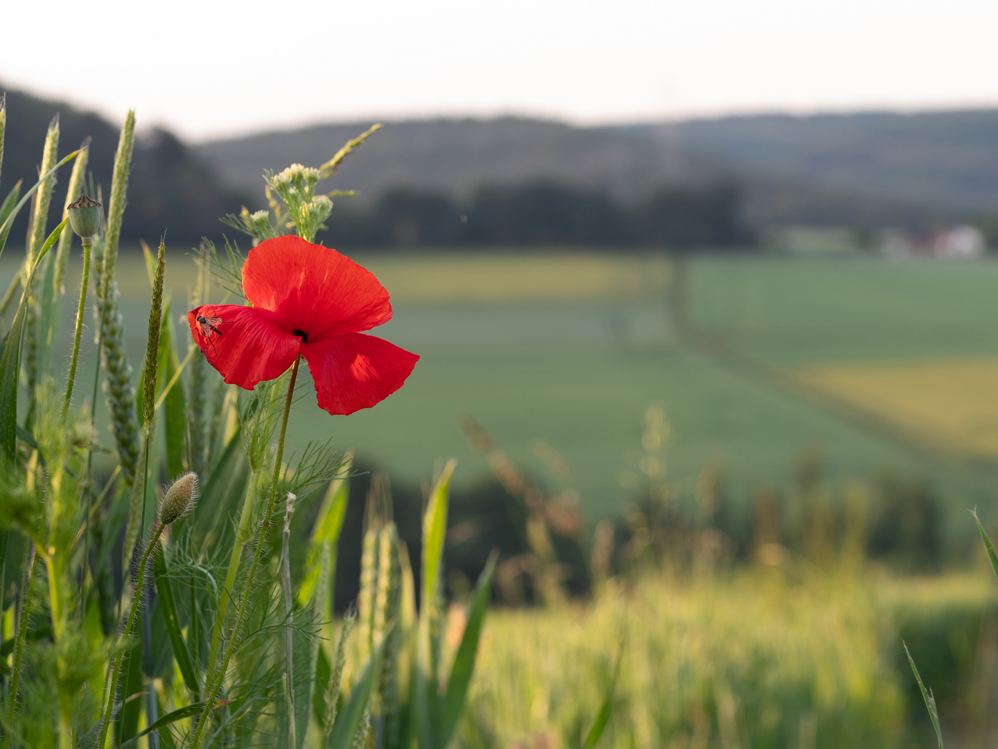 Feldblumen