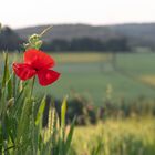 Feldblumen