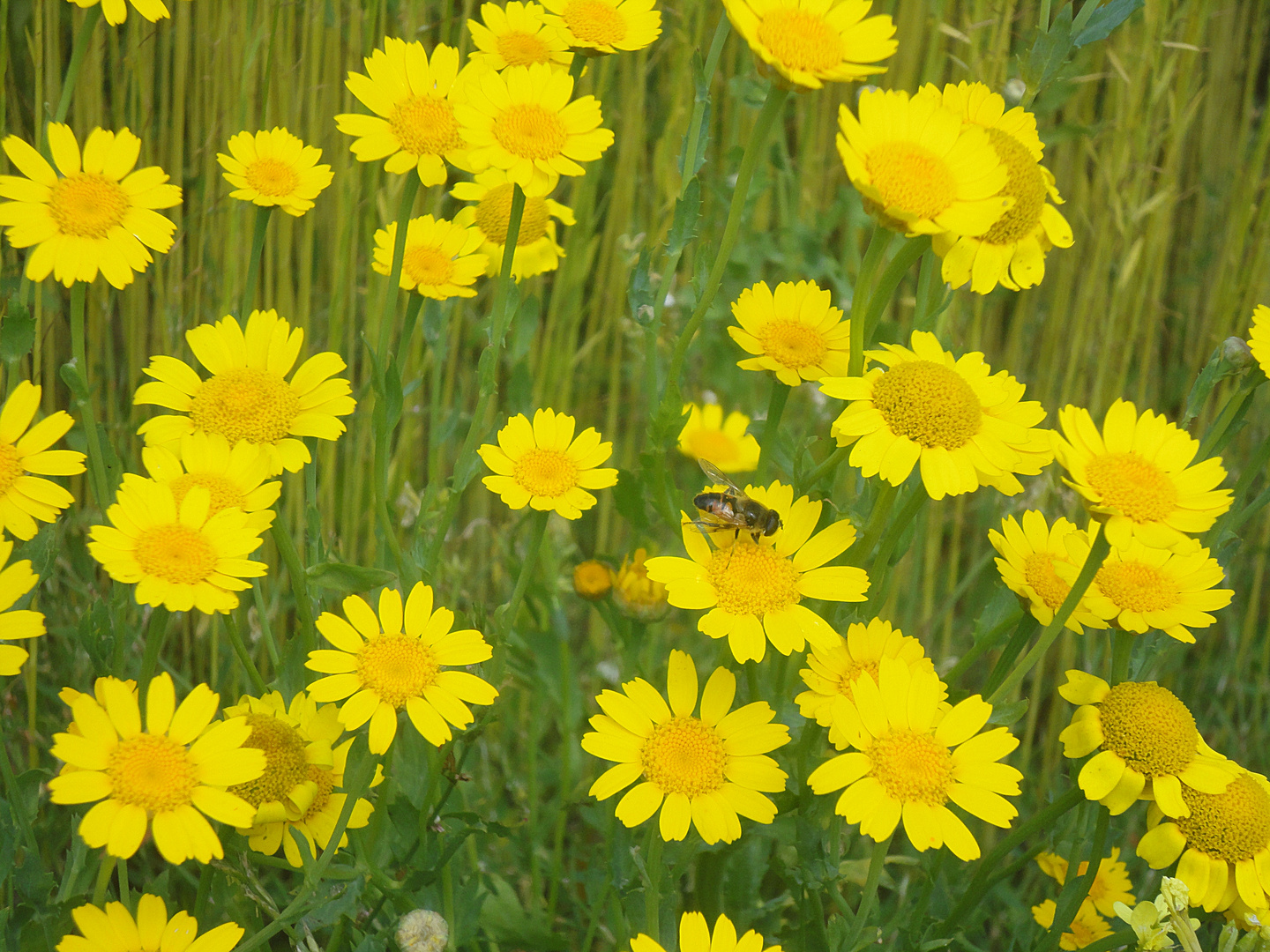 Feldblumen der Normandie