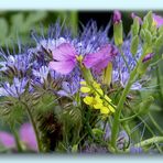 Feldblumen die ich nicht alle kenne