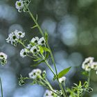 Feldblumen