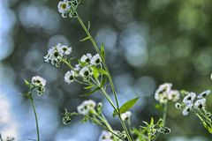 Feldblumen