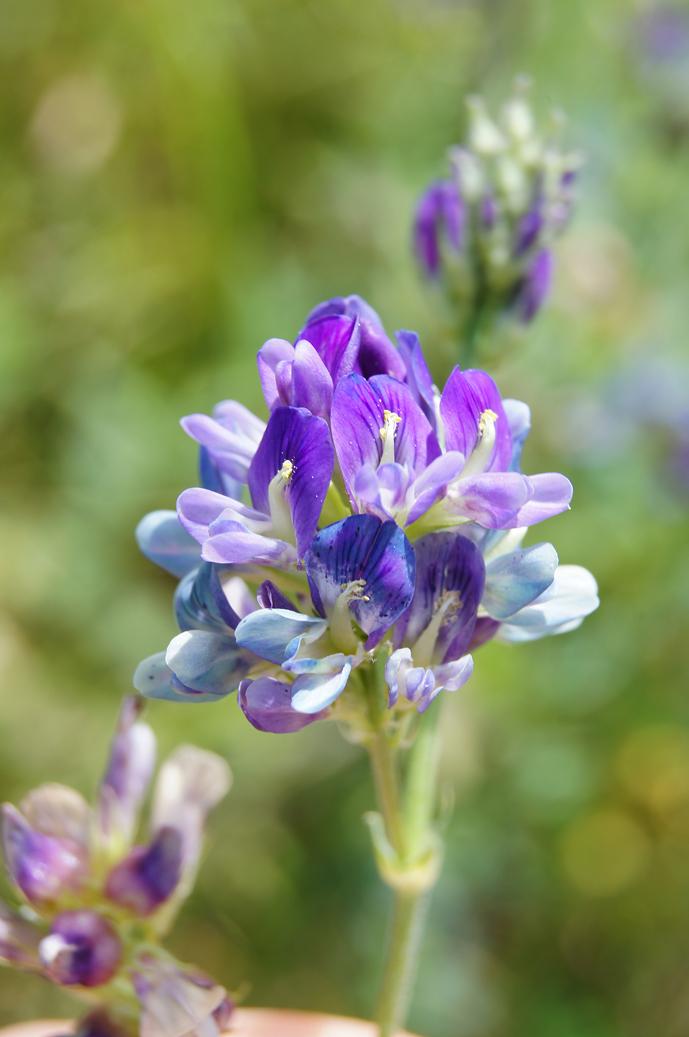 Feldblumen