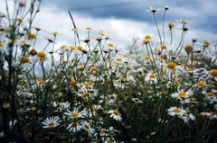 Feldblumen