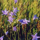 Feldblumen