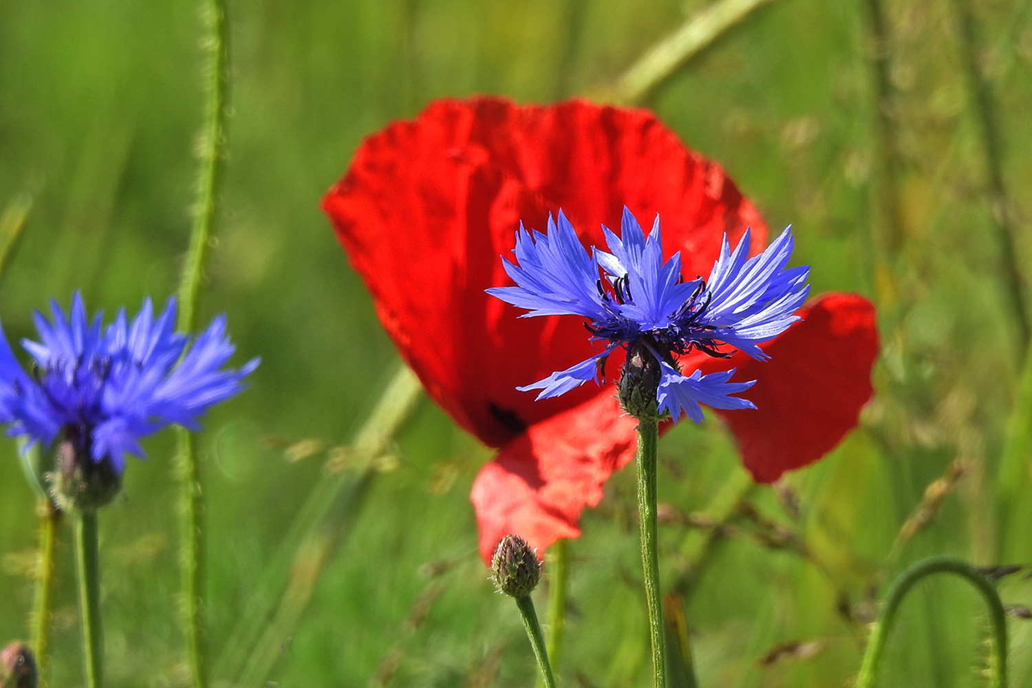 Feldblumen