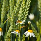 Feldblumen