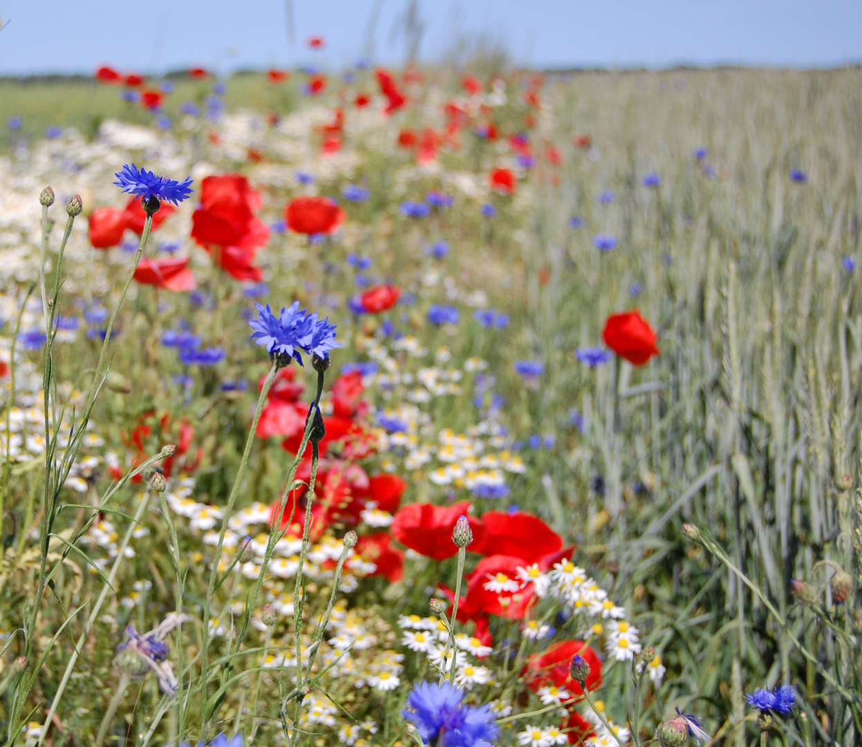 Feldblumen im Brandenburgischen