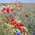 Feldblumen im Brandenburgischen