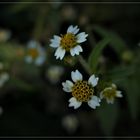 Feldblumen im letzten des Herbstes (III) 