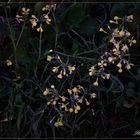 Feldblumen im letzten Licht des Herbstes