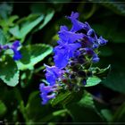 Feldblumen im letzten Licht des Herbstes (I)