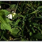 Feldblumen im letzten Licht des Herbstes (II)