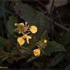 Feldblumen im letzten Licht des Herbstes (IV)