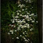 Feldblumen im letzten Licht des Herbstes (VI)