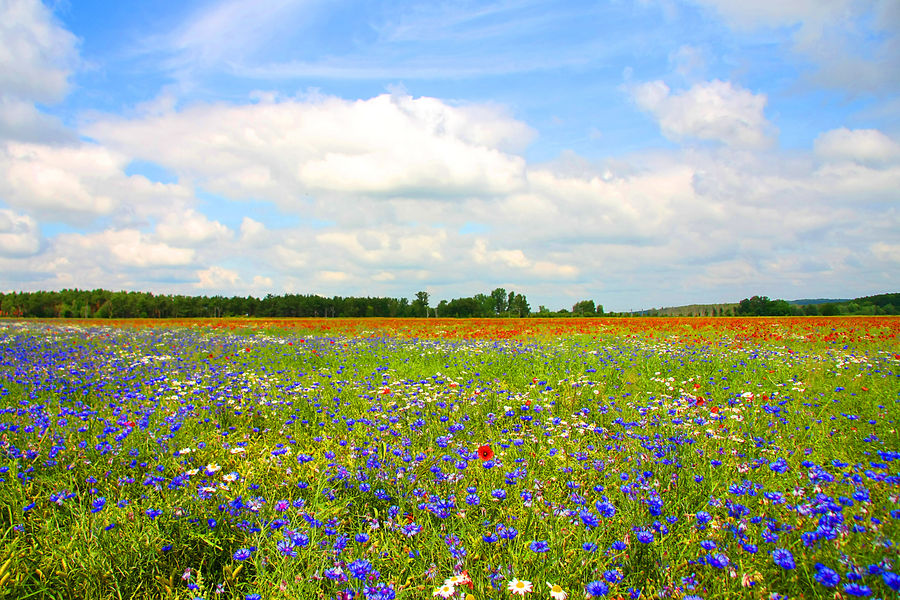 Feldblumen im Sommer