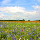 Feldblumen im Sommer