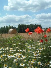 Feldblumen in Frankreich