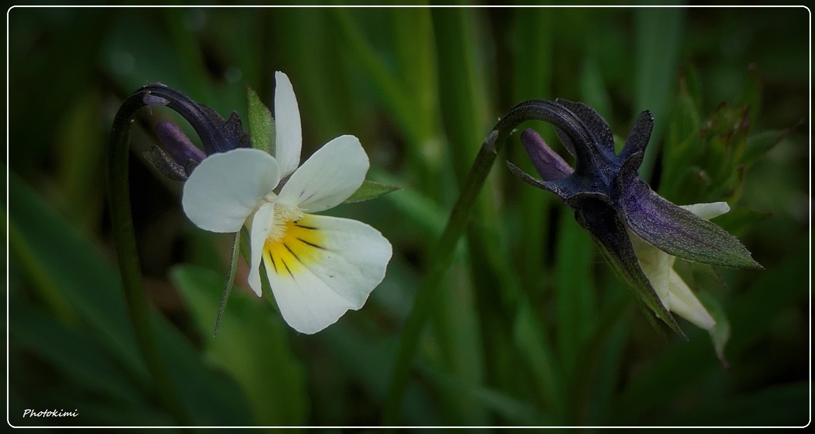 Feldblumen in Mai (II)