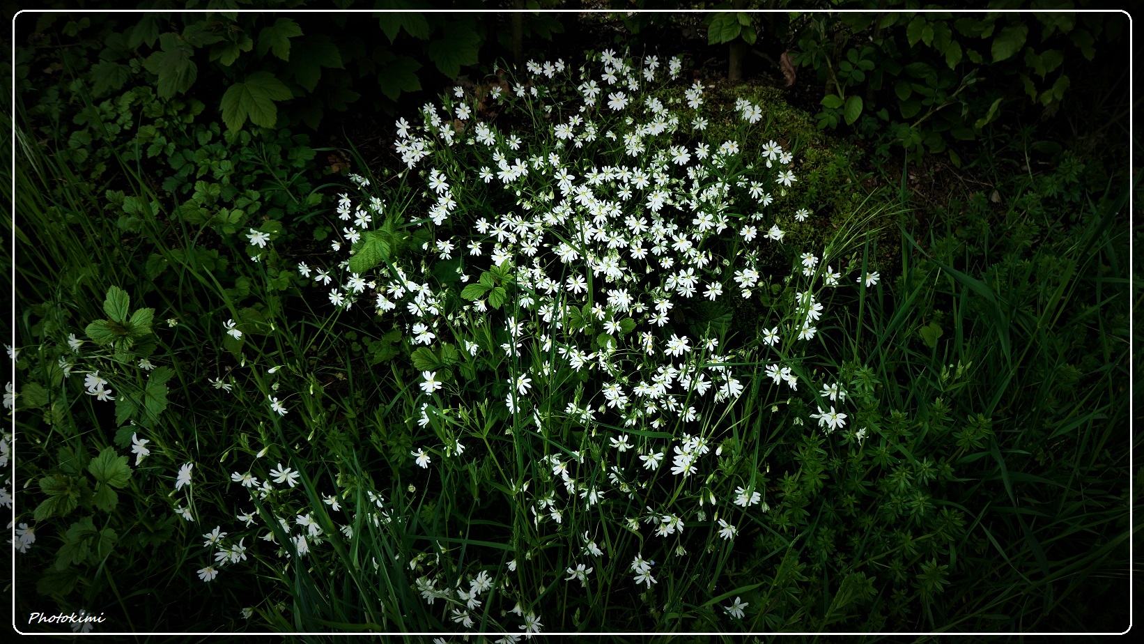 Feldblumen in Mai (IV)