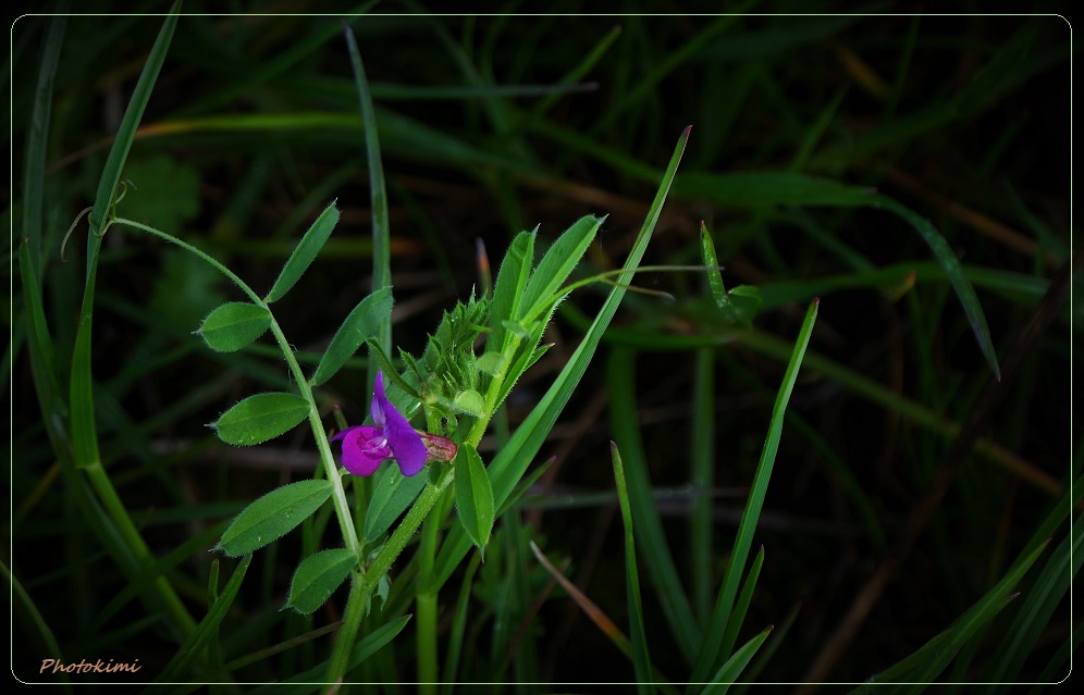 Feldblumen in Mai (IX)