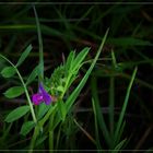 Feldblumen in Mai (IX)