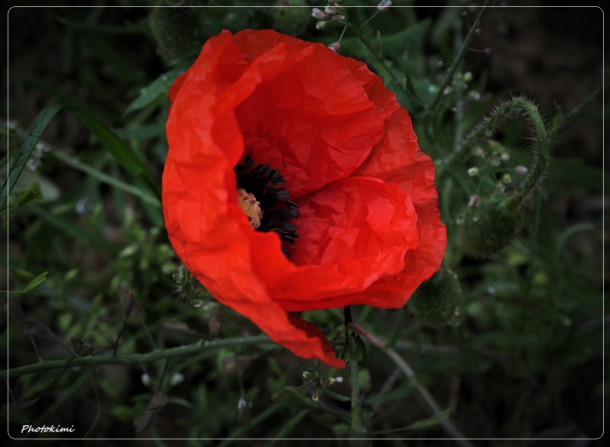 Feldblumen in Mai (VIII)