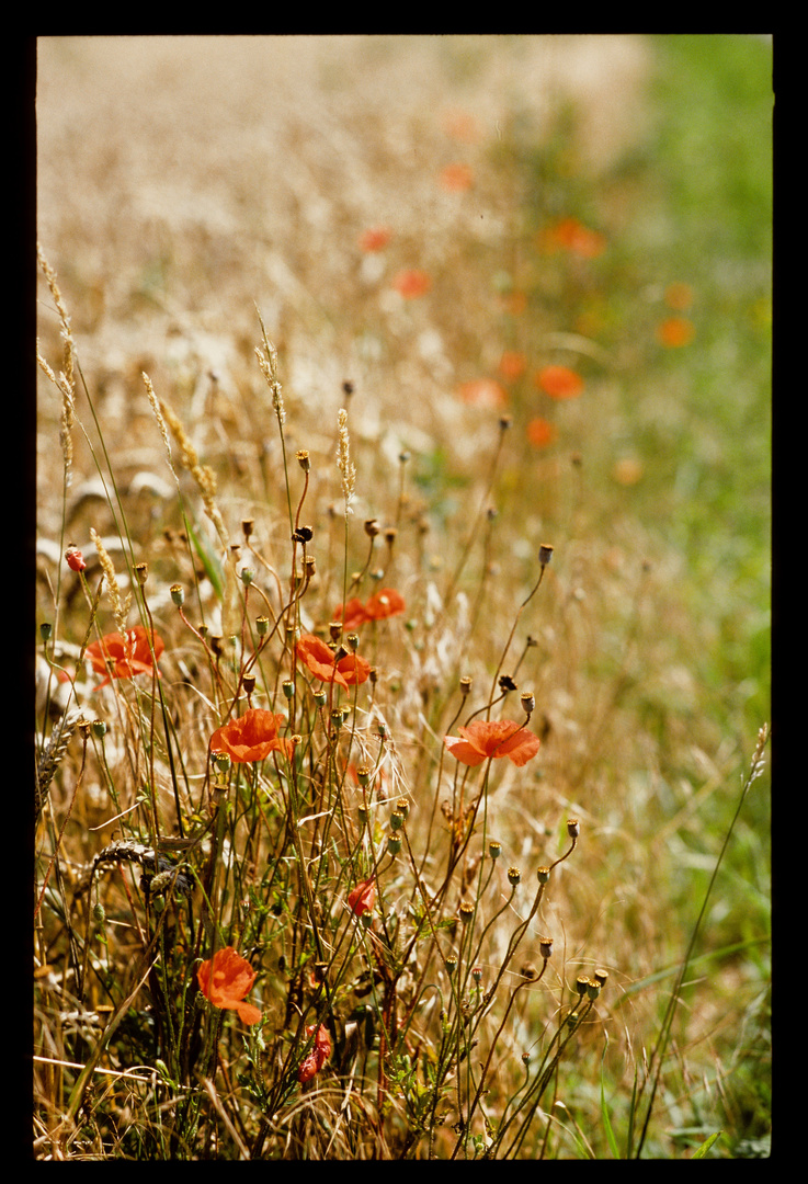 Feldblumen: In memoriam Kodachrome