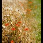 Feldblumen: In memoriam Kodachrome