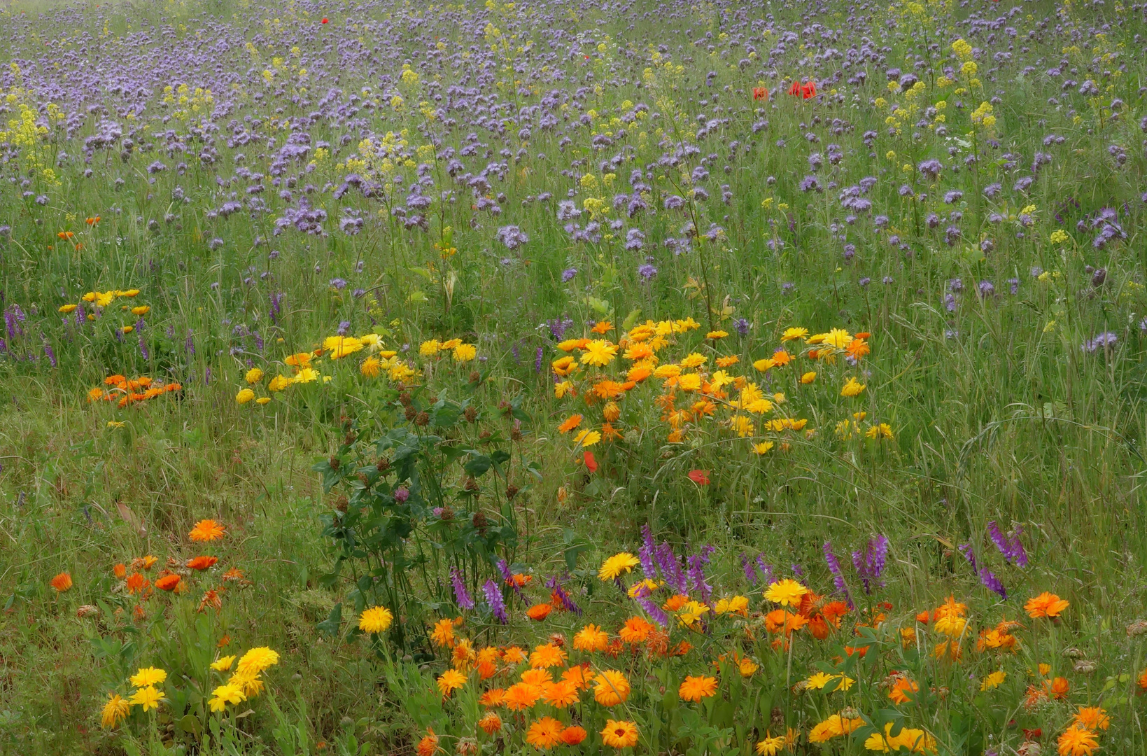 ~ Feldblumen kunterbunt ~