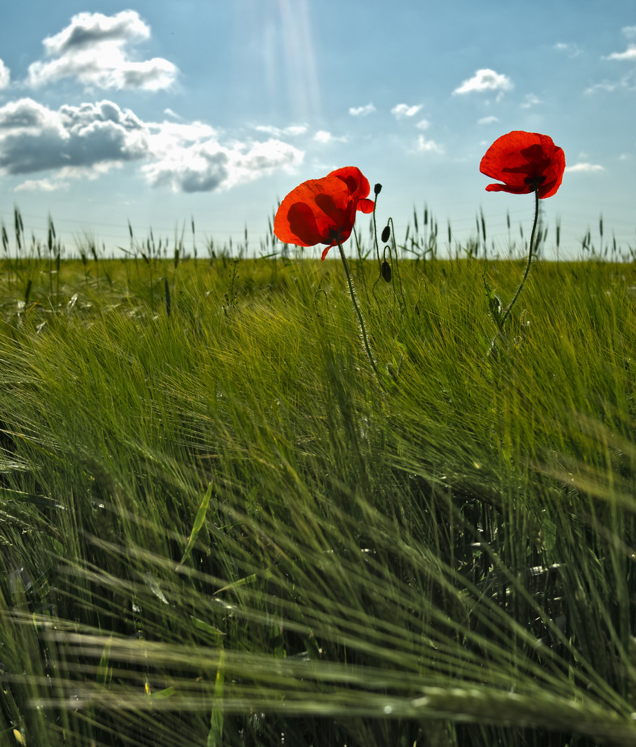 Feldblumen, Mohn 