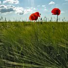 Feldblumen, Mohn 