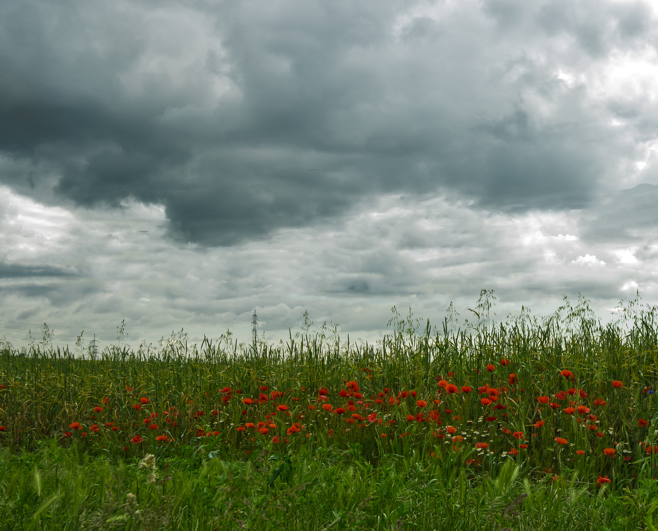 Feldblumen, Mohn 