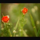 "Feldblumen - Zeit"