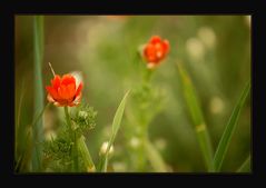 "Feldblumen - Zeit"