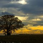 Feldbuche im Abendlicht