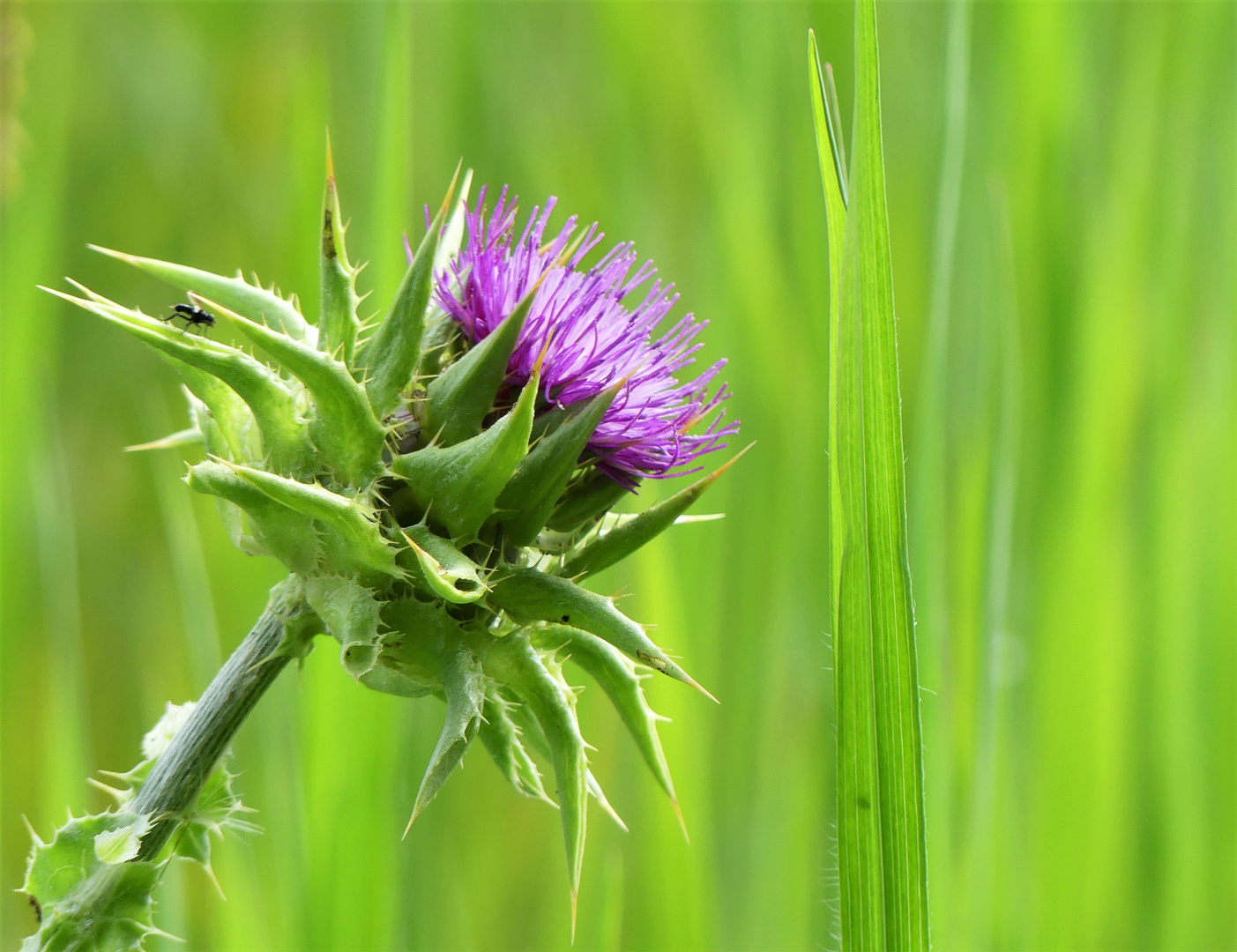 Felddistel 