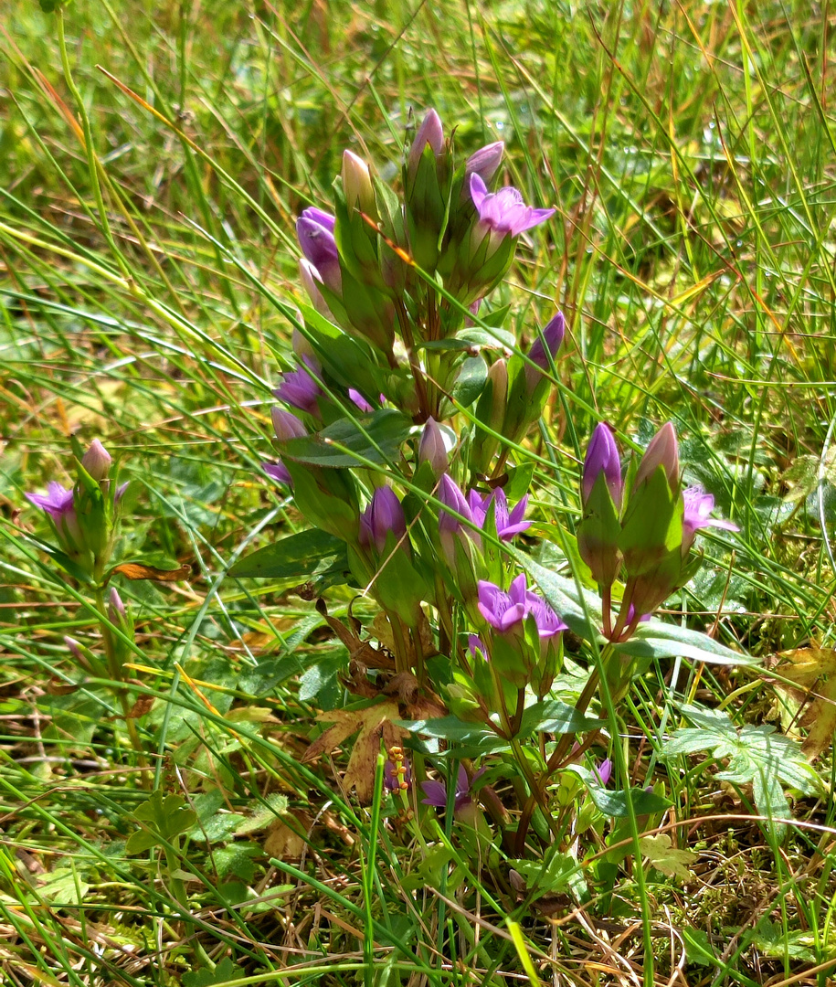 Feldenzian ( Gentiana campestris )