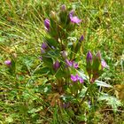 Feldenzian ( Gentiana campestris )